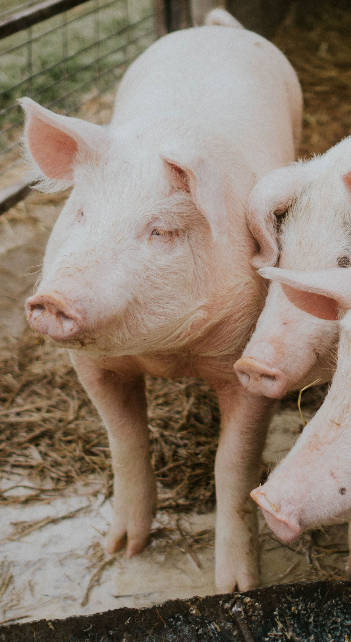 pork farm-pigs