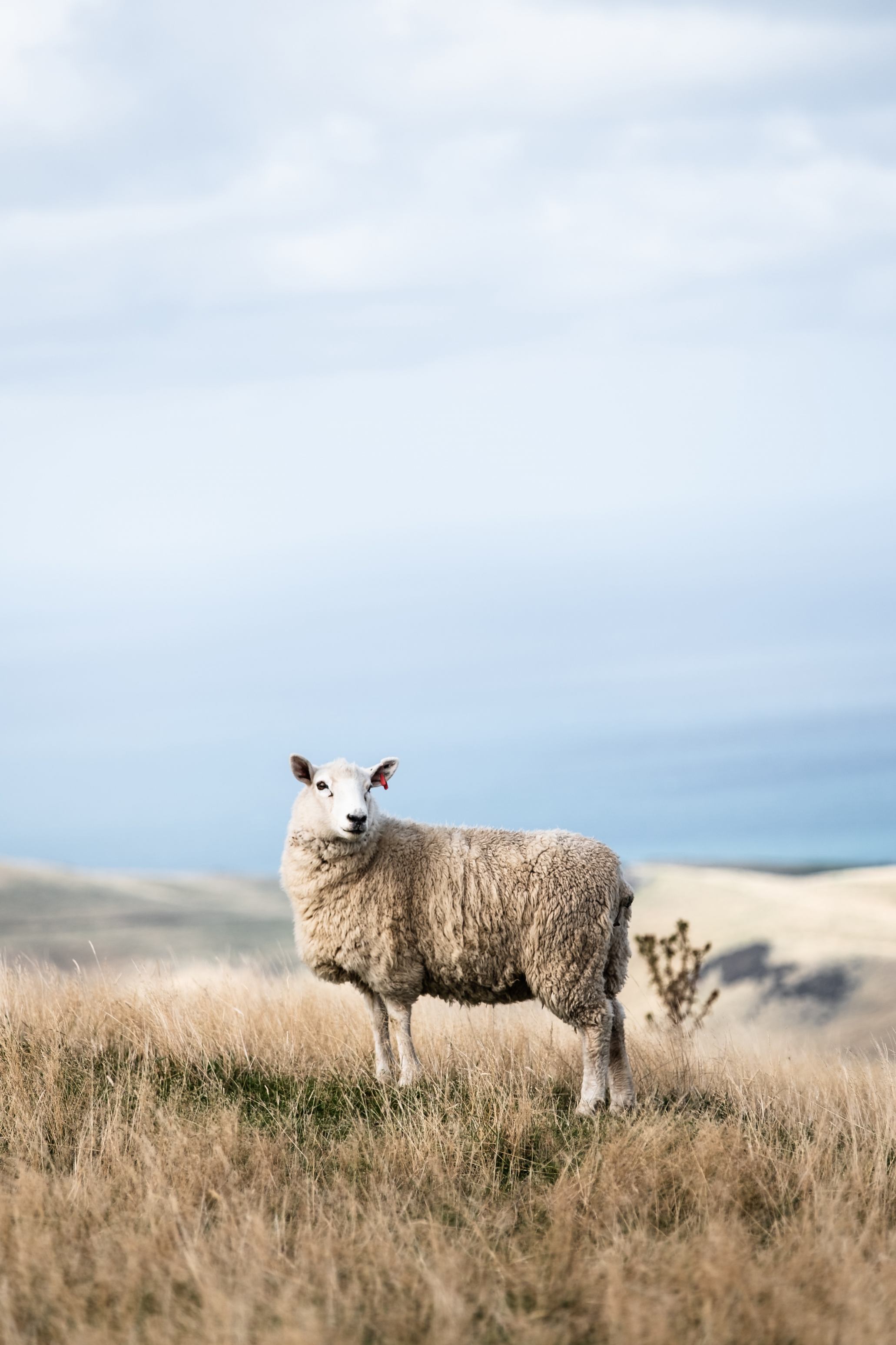 Lamb