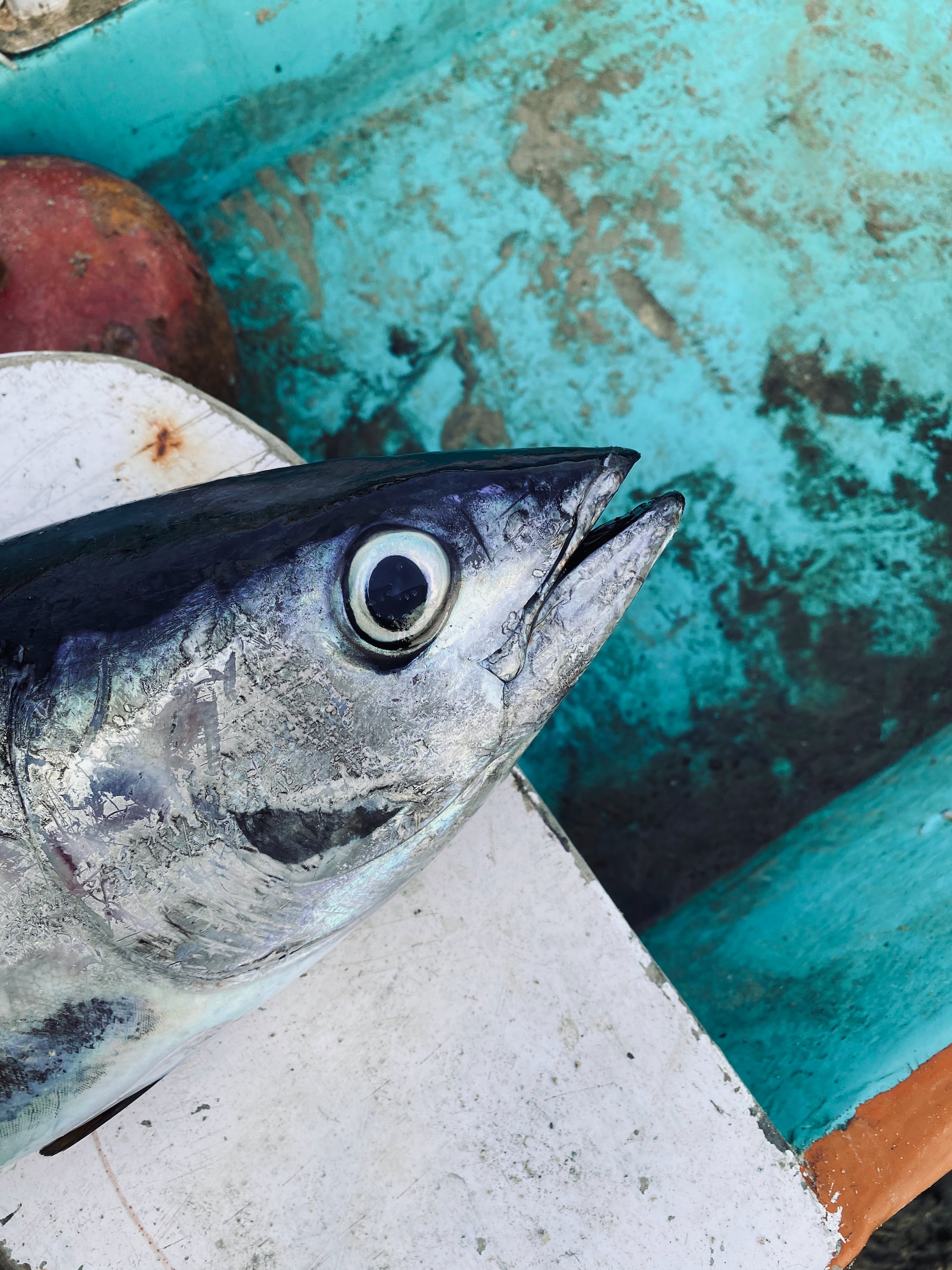 bonito fish